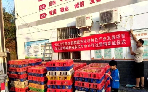 從都市回歸田園 安康80后大學(xué)生返鄉(xiāng)創(chuàng)業(yè)，蛋雞養(yǎng)殖成就年銷億元夢